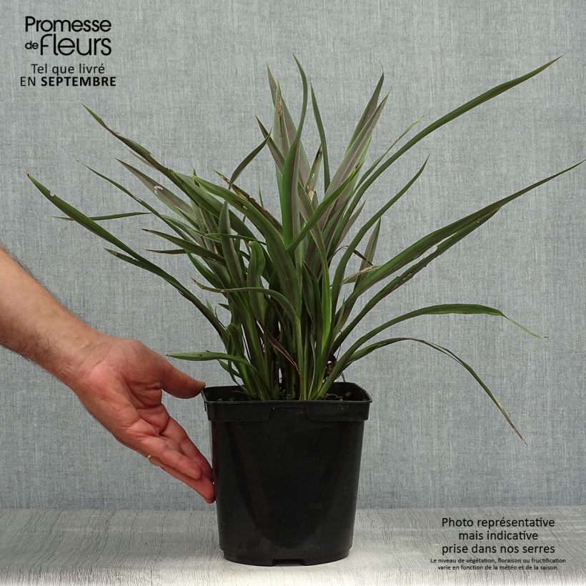 Phormium tenaChocomint - New Zealand Flax 3L/4L pot sample as delivered in autumn