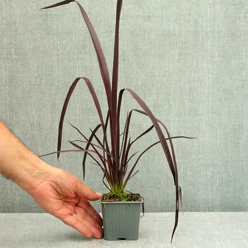 Phormium cookianum Black adder 8/9 cm pot sample as delivered in summer