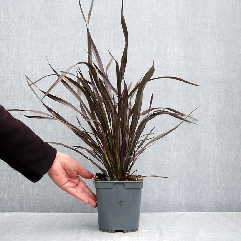Phormium cookianum Black adder 2L/3L pot sample as delivered in autumn