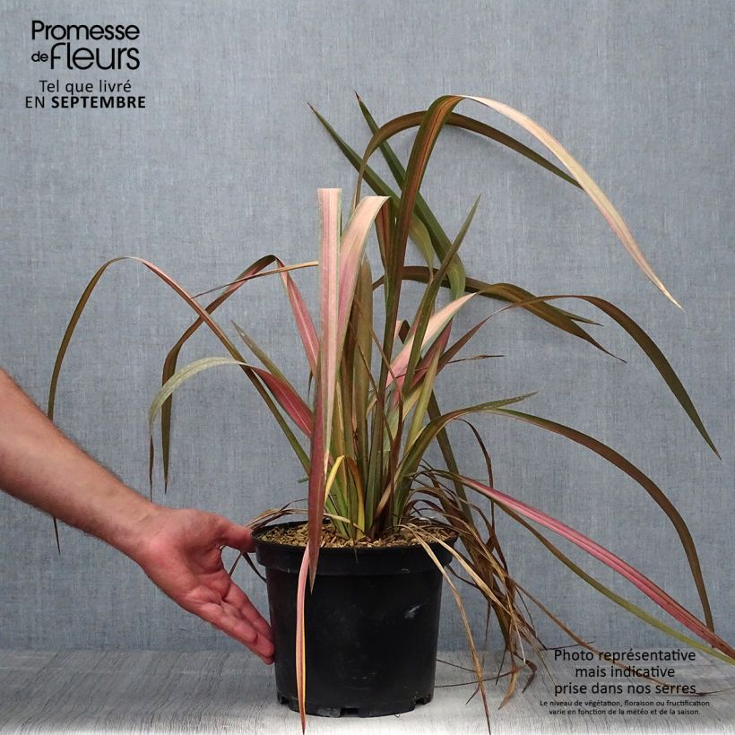 Phormium Jester - New Zealand Flax 3L/4L pot sample as delivered in autumn