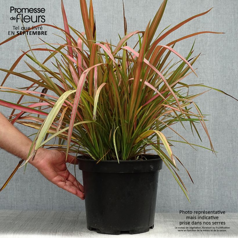 Phormium Jester - New Zealand Flax 7.5L/10L pot sample as delivered in autumn