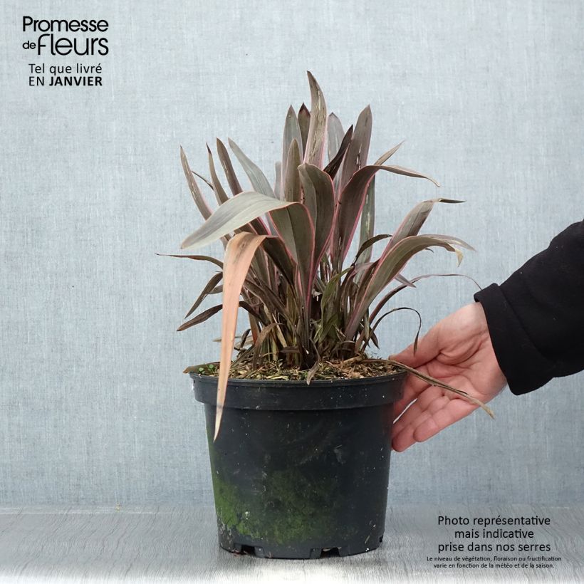 Phormium Pink Stripe - New Zealand Flax 3L/4L pot sample as delivered in winter