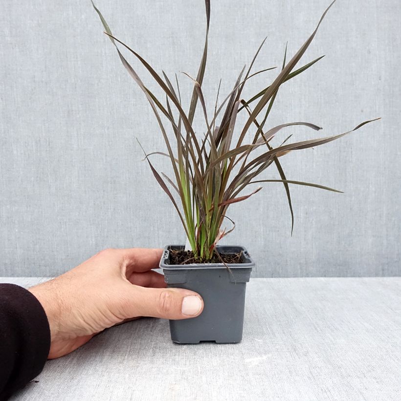 Phormium Platts Black 8/9 cm pot sample as delivered in autumn