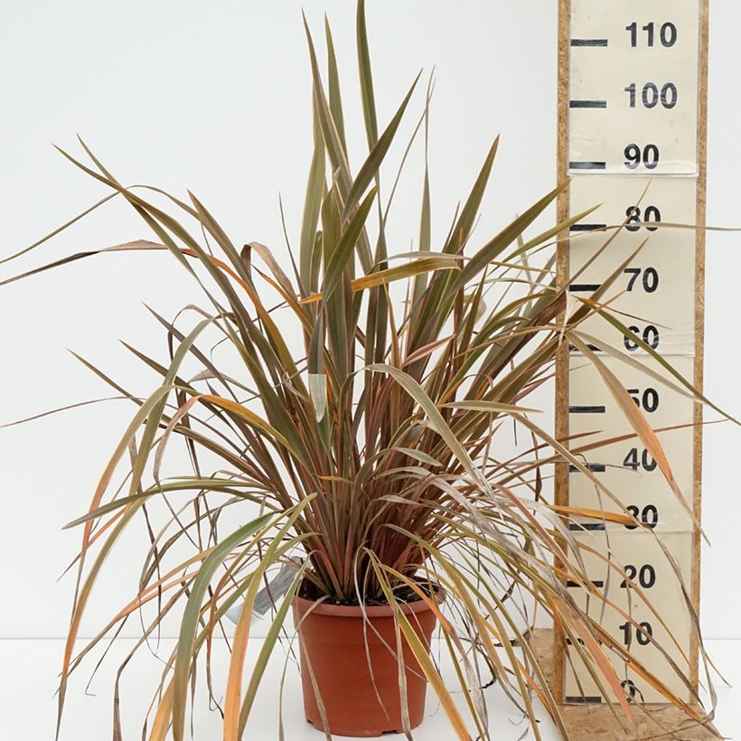 Phormium tenax Rainbow Queen - New Zealand Flax 7.5L/10L pot sample as delivered in summer
