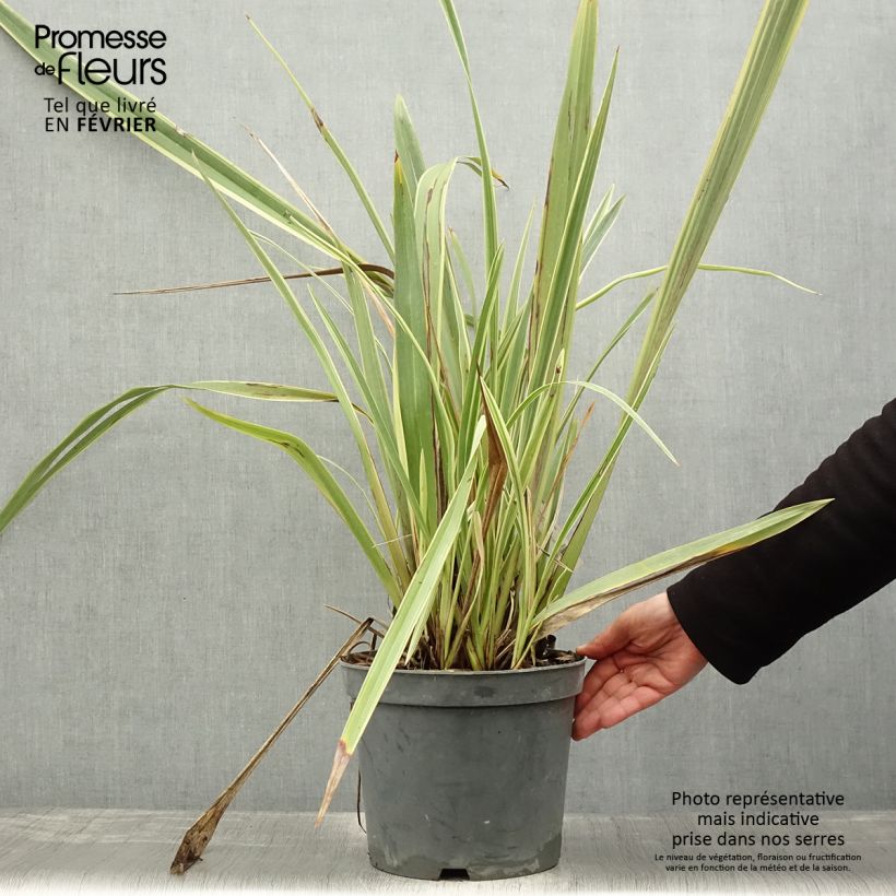 Phormium tenax Variegatum - New Zealand Flax 7.5L/10L pot sample as delivered in winter