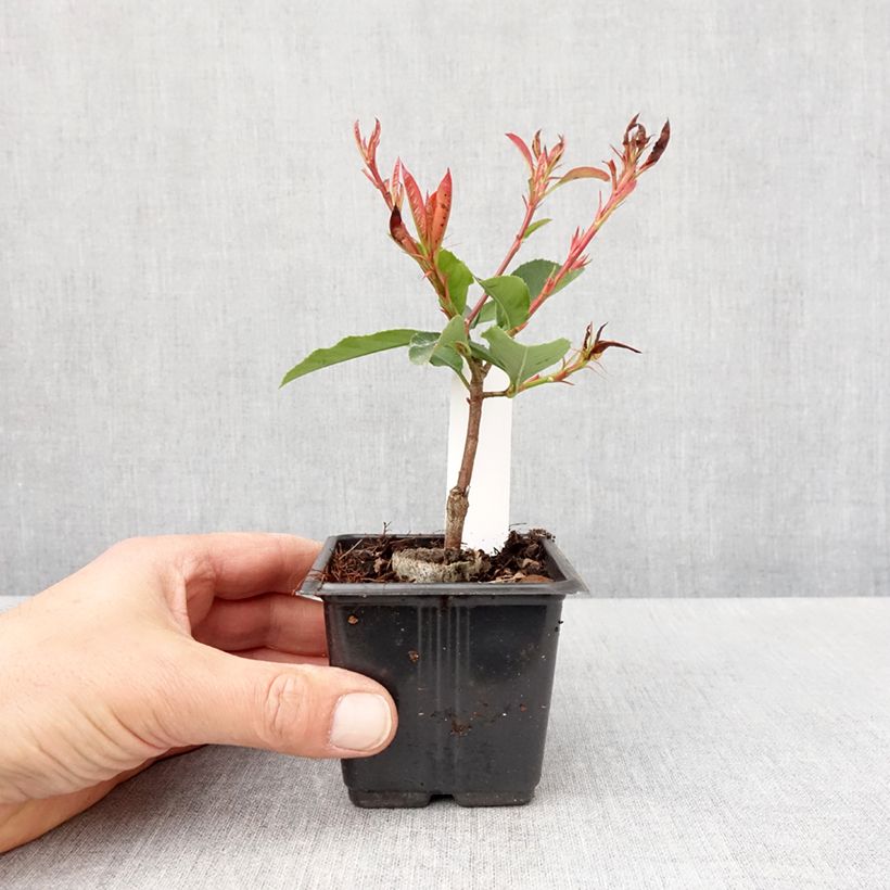 Photinia fraseri Camilvy - Christmas Berry 8/9 cm pot sample as delivered in spring
