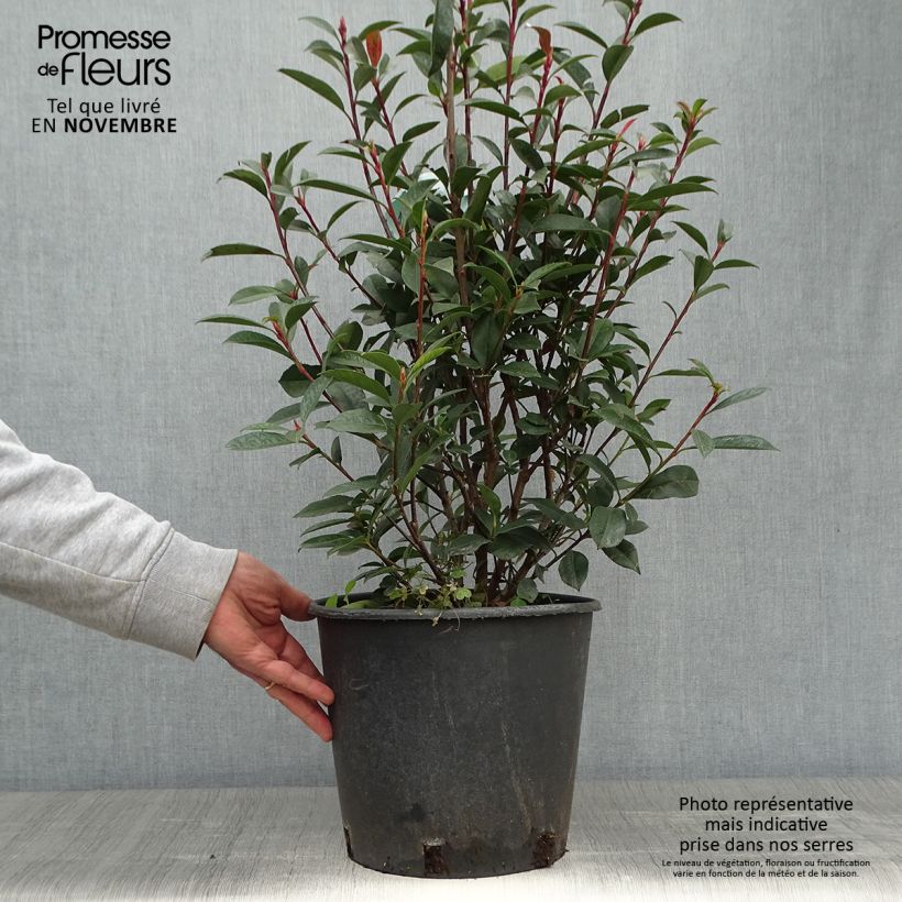 Photinia x fraseri 'Carré Rouge' 7.5L/10L pot sample as delivered in autumn