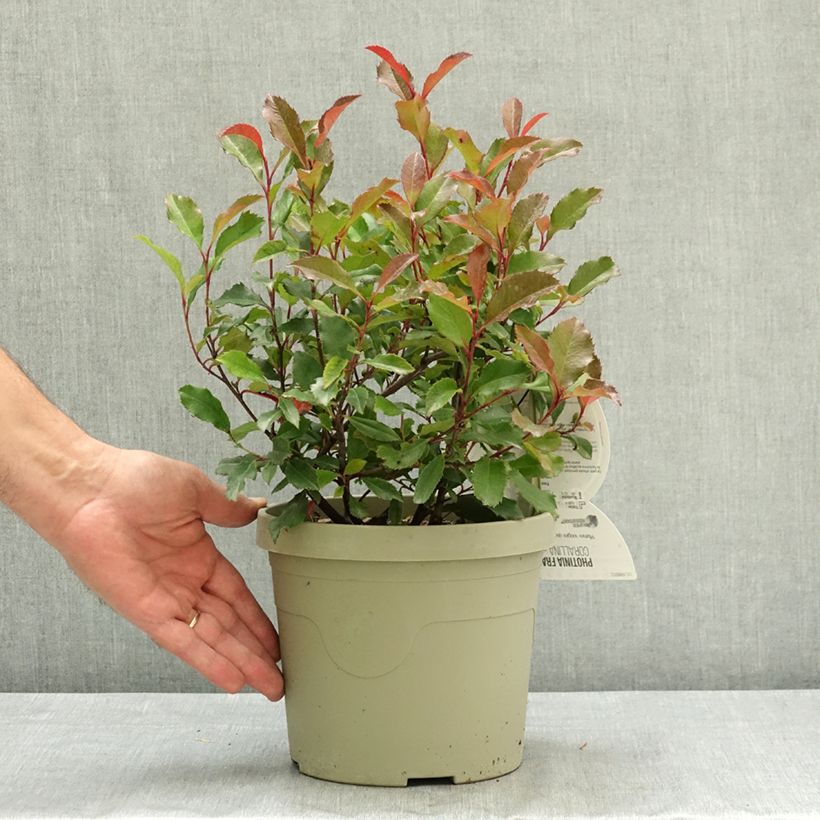 Photinia fraseri Corallina Pot de 3L/4L sample as delivered in summer
