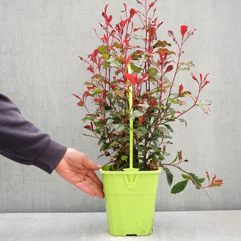 Photinia fraseri Corallina - Christmas Berry
