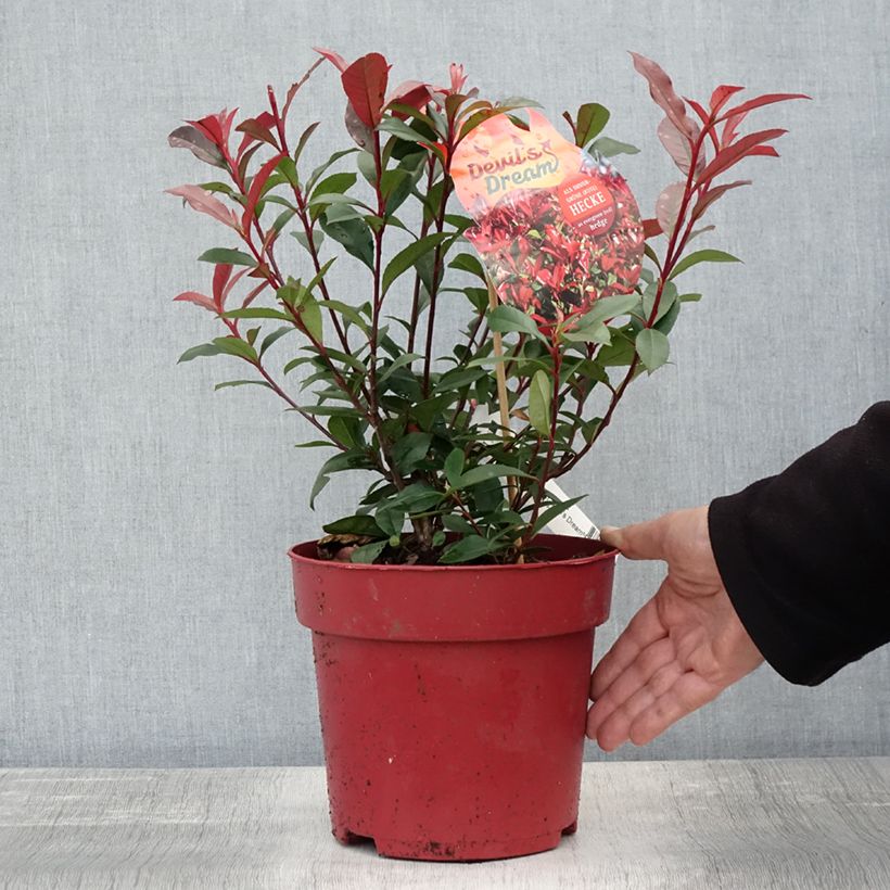 Photinia  fraseri Devils Dream - Christmas Berry 2L/3L pot sample as delivered in autumn