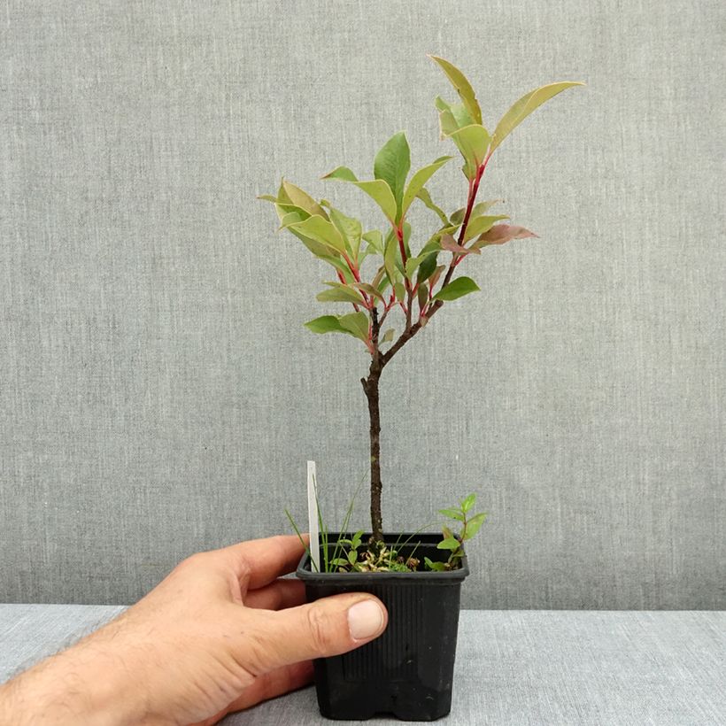 Photinia  fraseri Dynamo Red - Christmas Berry 8/9 cm pot sample as delivered in autumn