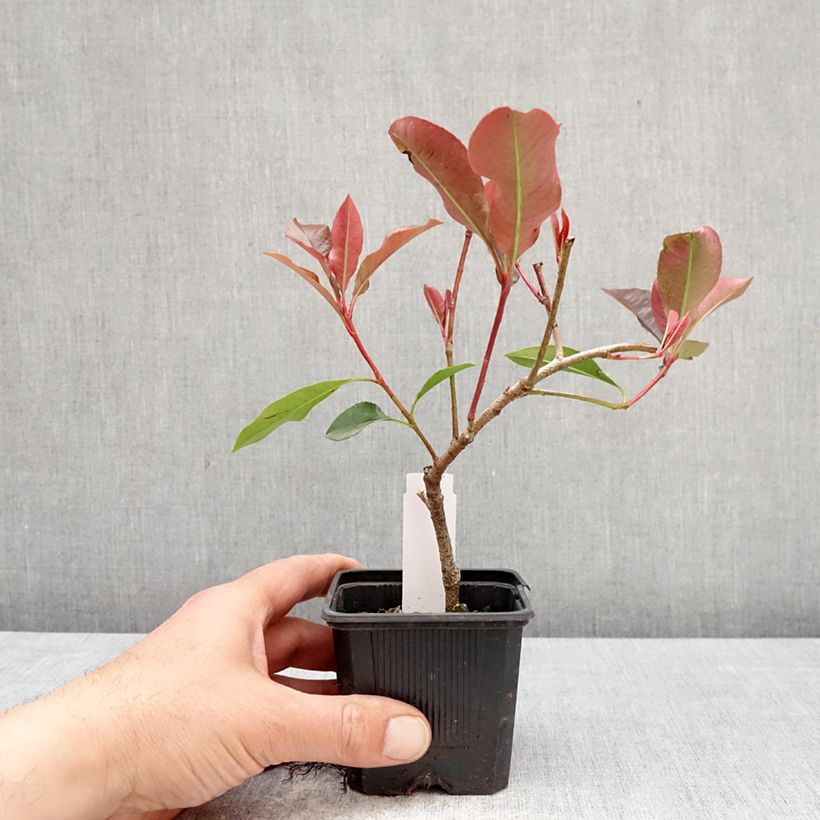 Photinia  fraseri Dynamo Red - Christmas Berry 8/9 cm pot sample as delivered in spring