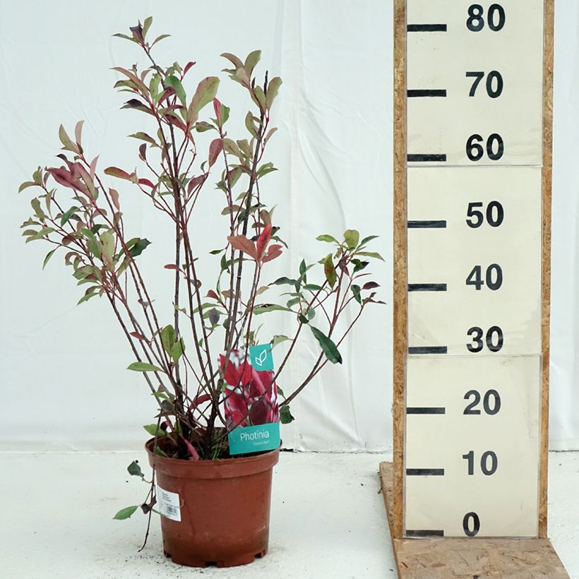 Photinia  fraseri Dynamo Red - Christmas Berry 4L/5L pot sample as delivered in autumn