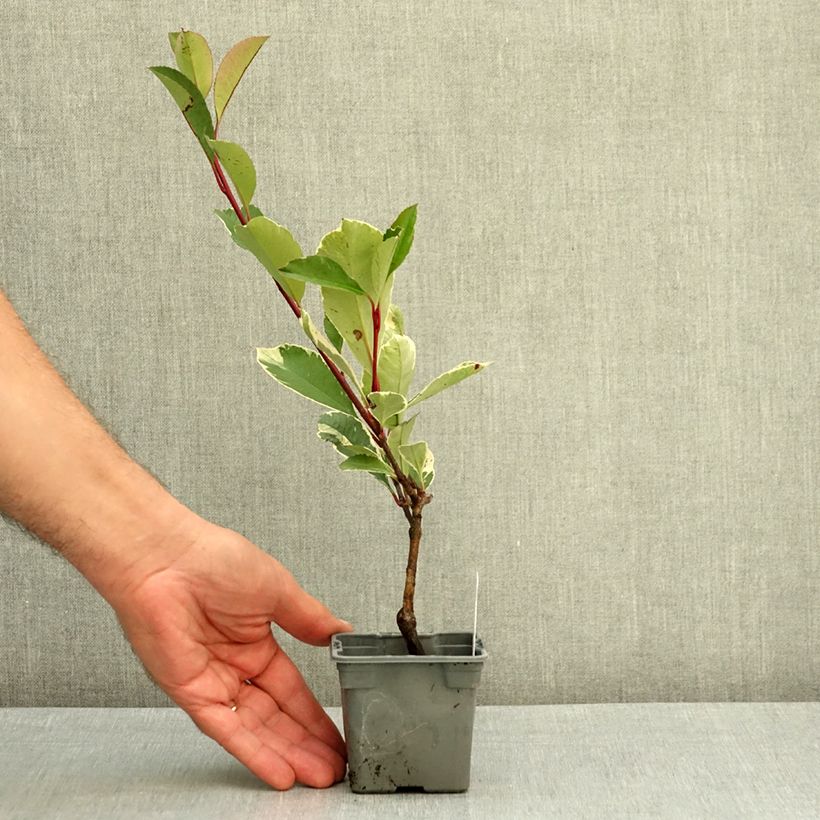 Photinia fraseri Louise McLarlou - Christmas Berry 8/9 cm pot sample as delivered in summer