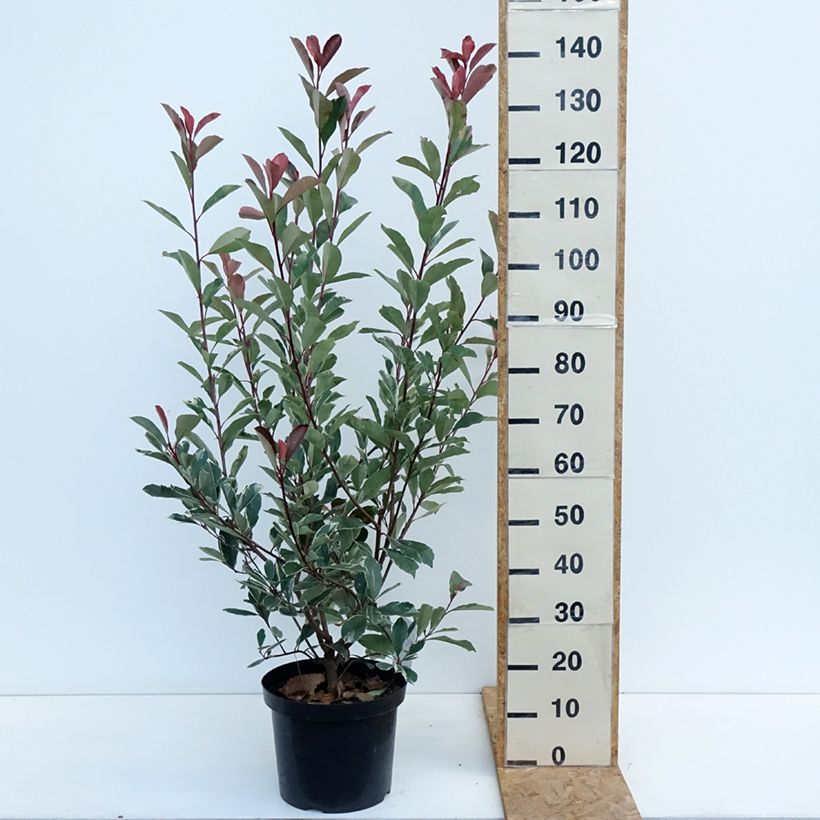 Photinia fraseri Louise McLarlou - Christmas Berry 7.5L/10L pot sample as delivered in autumn