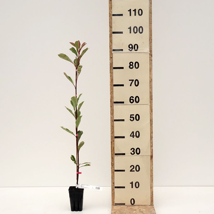 Photinia fraseri Pink Marble - Christmas Berry 1L/1.5L pot sample as delivered in winter