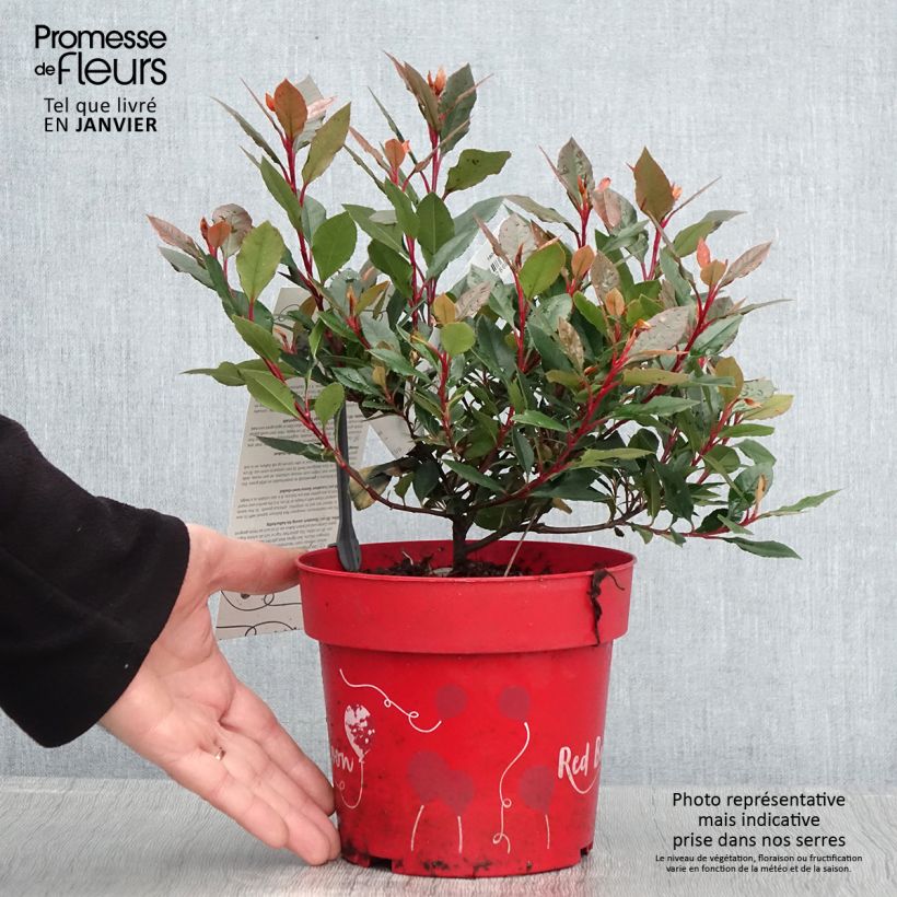 Photinia fraseri Red Ballcoon - Christmas Berry 2L/3L pot sample as delivered in winter
