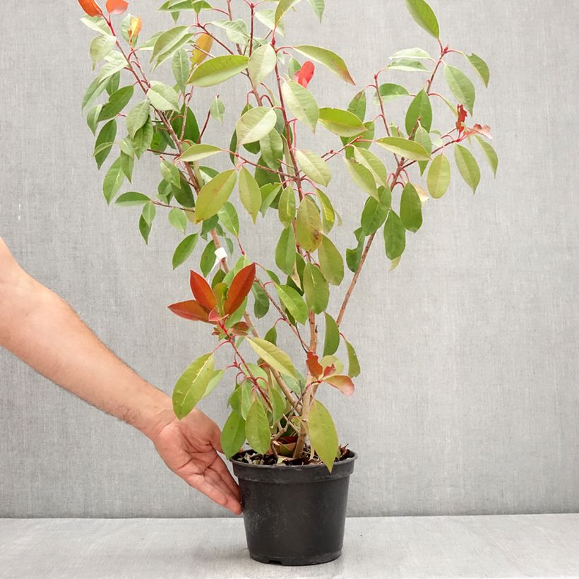 Photinia  fraseri Red Light - Christmas Berry 3L/4L pot sample as delivered in summer