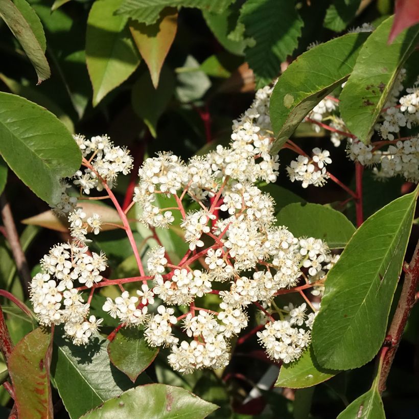 Photinia  fraseri Red Light - Christmas Berry (Flowering)