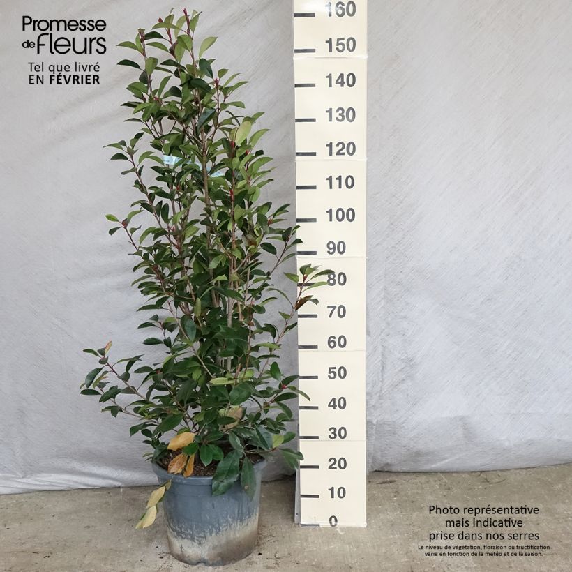 Photinia fraseri Red Robin - Christmas Berry 7.5L/10L pot sample as delivered in winter