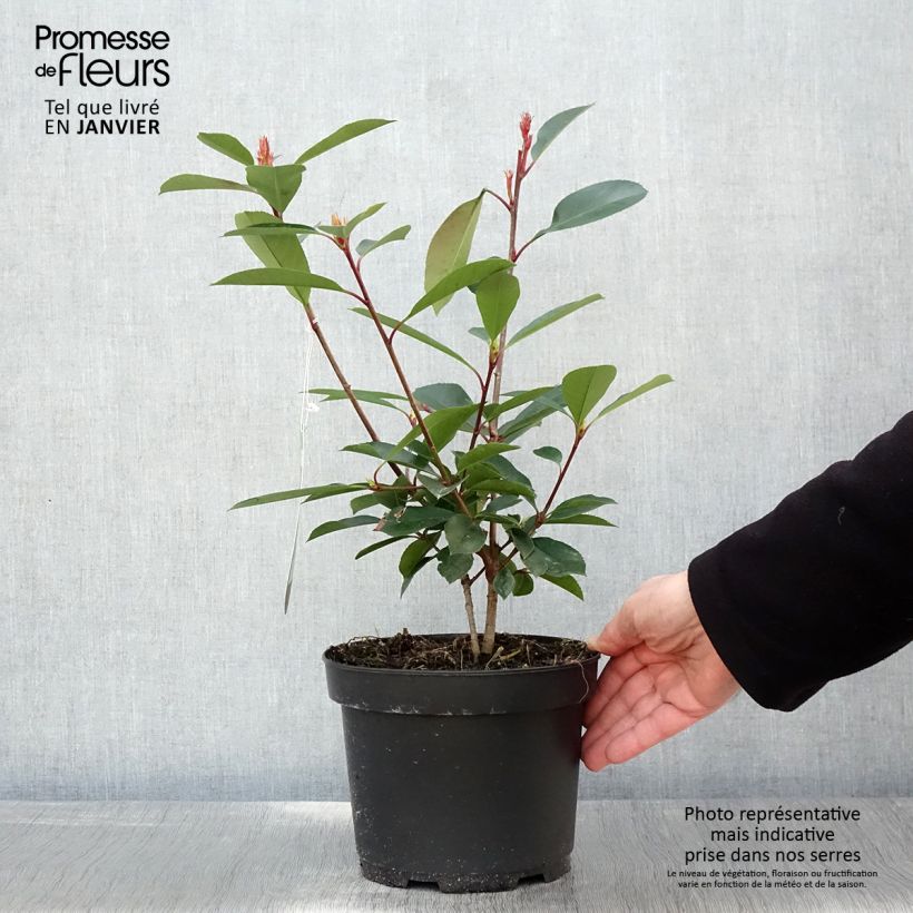 Photinia fraseri Red Robin - Christmas Berry 2L/3L pot sample as delivered in winter