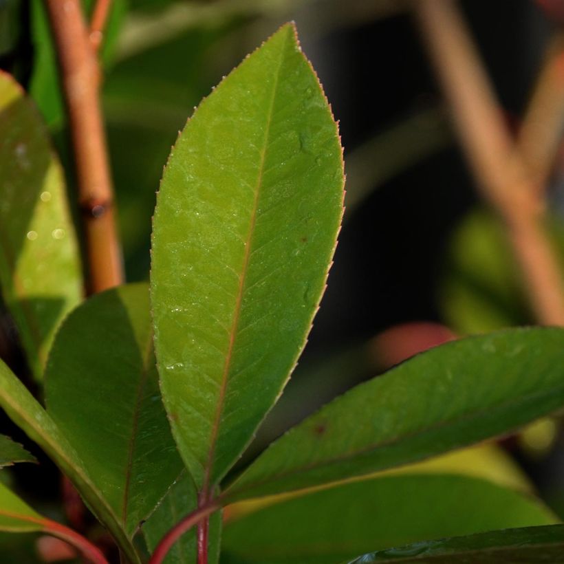 Photinia fraseri Red Robin - Christmas Berry (Foliage)