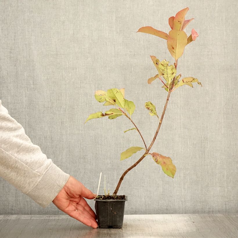 Photinia  fraseri Red Robin Blood - Christmas Berry 8/9 cm pot sample as delivered in autumn