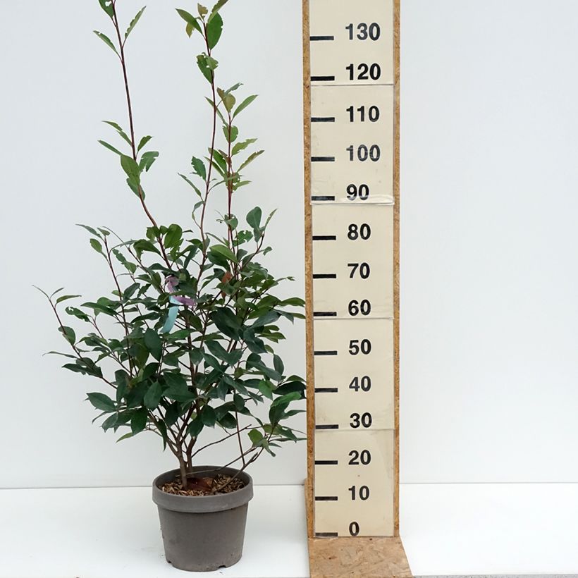 Photinia fraseri Red Robin - Christmas Berry 7.5L/10L pot sample as delivered in summer
