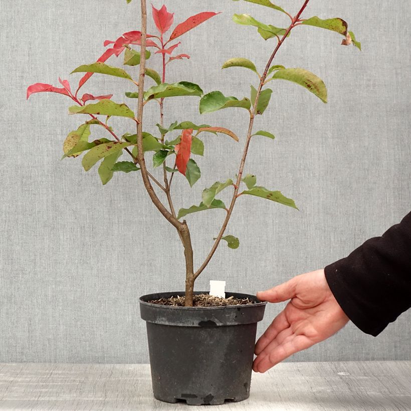 Photinia fraseri Red Select 3L/4L pot sample as delivered in spring