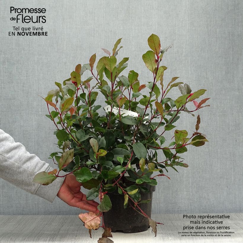 Photinia fraseri Little Red Robin - Christmas Berry 2L/3L pot sample as delivered in autumn