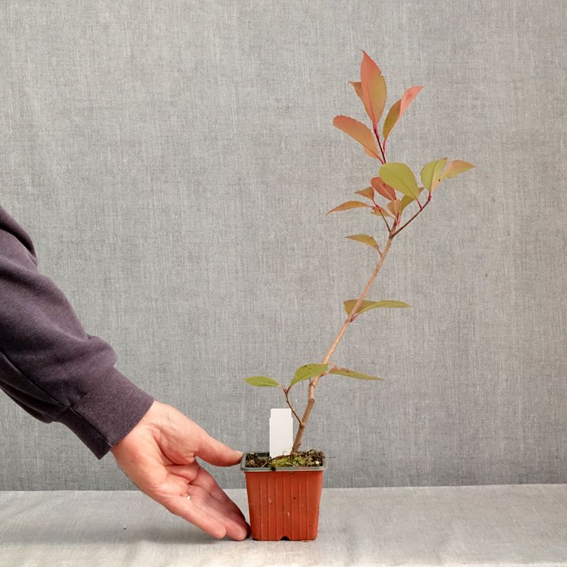 Photinia fraseri Little Red Robin - Christmas Berry 8/9 cm pot sample as delivered in autumn