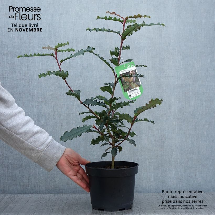 Photinia serratifolia Crunchy 2L/3L pot sample as delivered in autumn