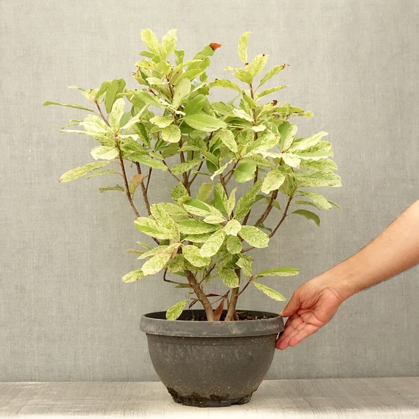 Photinia serratifolia Pink Crispy 6L/7L pot sample as delivered in summer