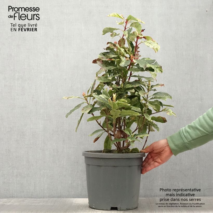 Photinia serratifolia Pink Crispy 6L/7L pot sample as delivered in winter