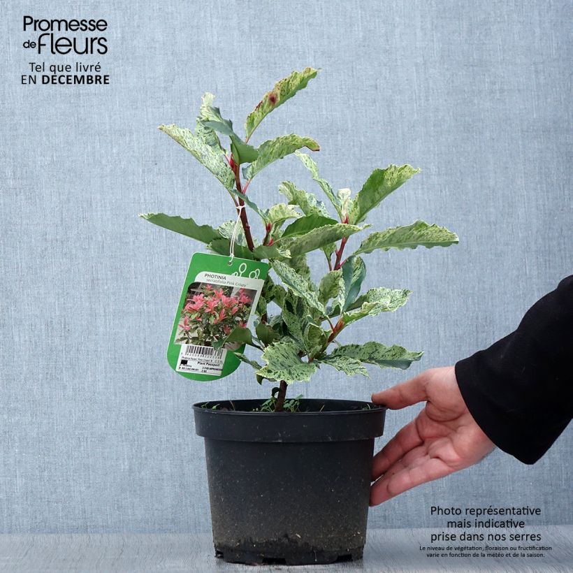 Photinia serratifolia Pink Crispy 2L/3L pot sample as delivered in autumn