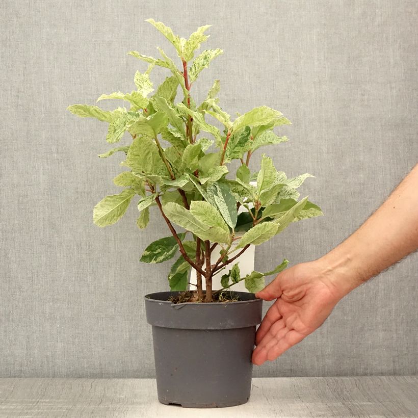 Photinia serratifolia Pink Crispy 2L/3L pot sample as delivered in summer