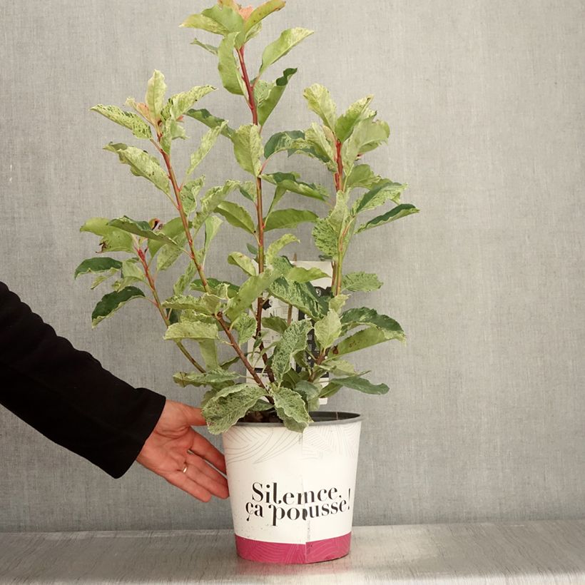 Photinia serratifolia Pink Crispy 4L/5L pot sample as delivered in autumn