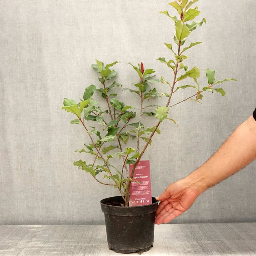 erubescens philodendron Philodendron Erubescens cv. 'Pink Princess Mutation' (130W030) – Next World  Exotics