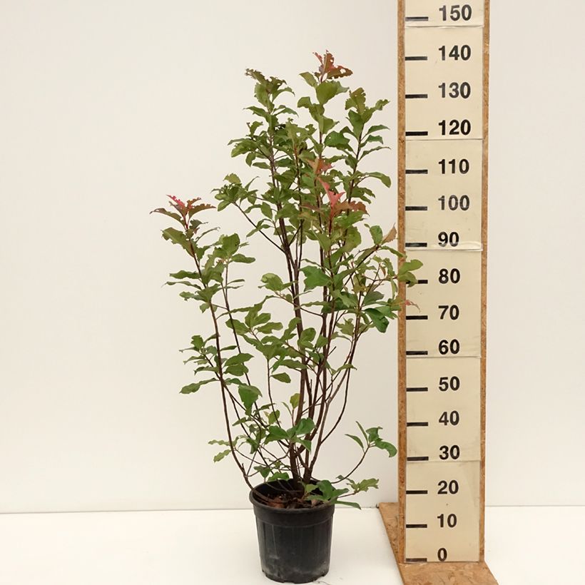Photinia fraseri Magical Volcano - Christmas Berry 7.5L/10L pot sample as delivered in autumn