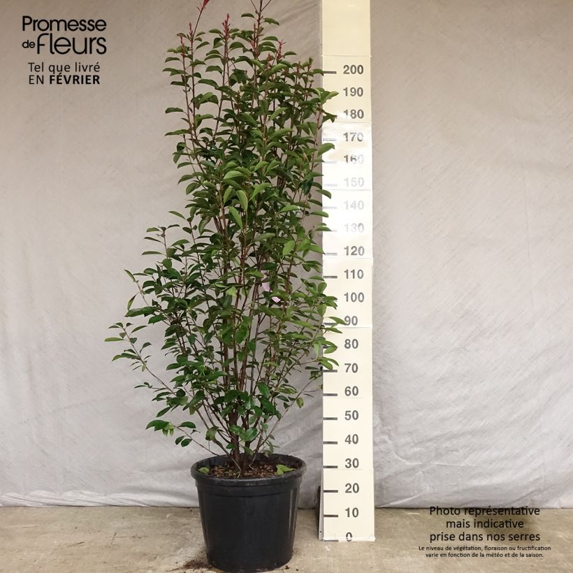 Photinia fraseri Red Robin - Christmas Berry 50L/55L pot sample as delivered in autumn