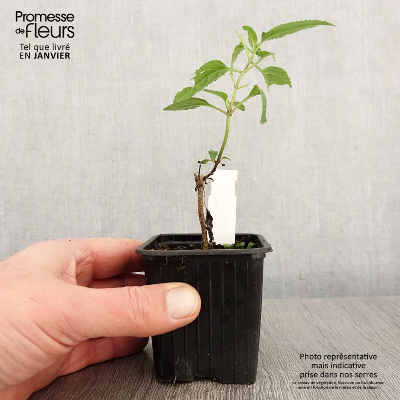 Phygelius capensis - Cape Fuchsia 8/9 cm pot sample as delivered in winter