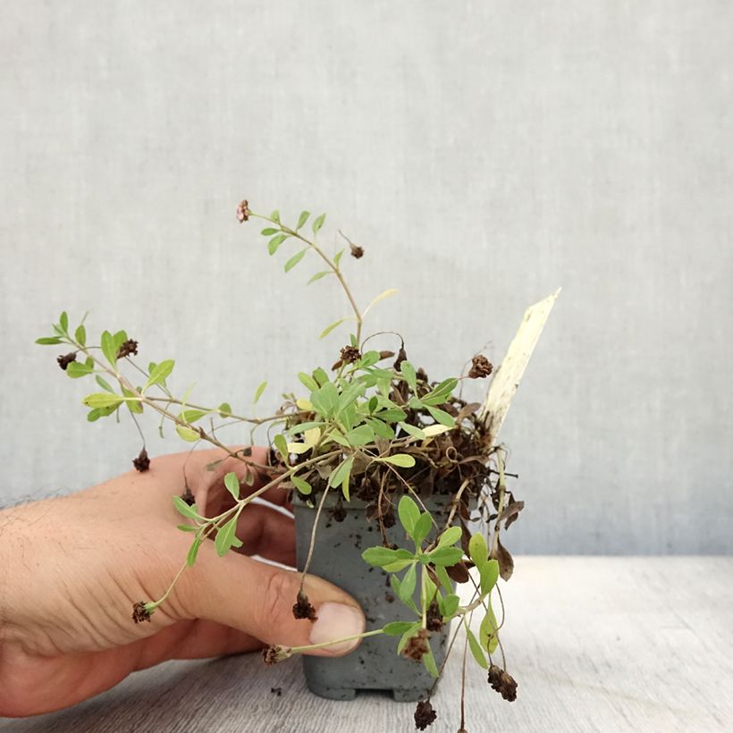 Phyla nodiflora var. canescens - Capeweed 7/8 cm pot sample as delivered in autumn