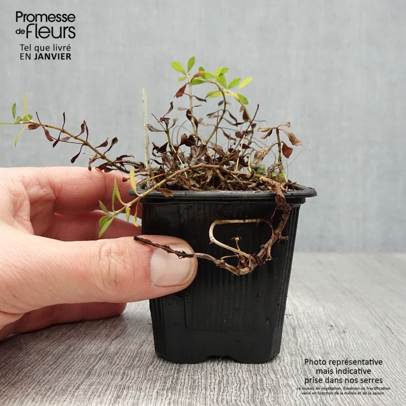 Phyla nodiflora var. canescens - Capeweed 7/8 cm pot sample as delivered in winter