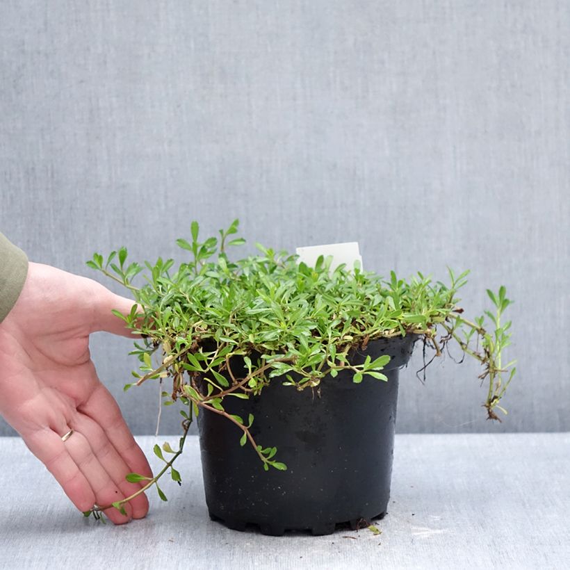 Phyla nodiflora - Capeweed 2L/3L pot sample as delivered in winter