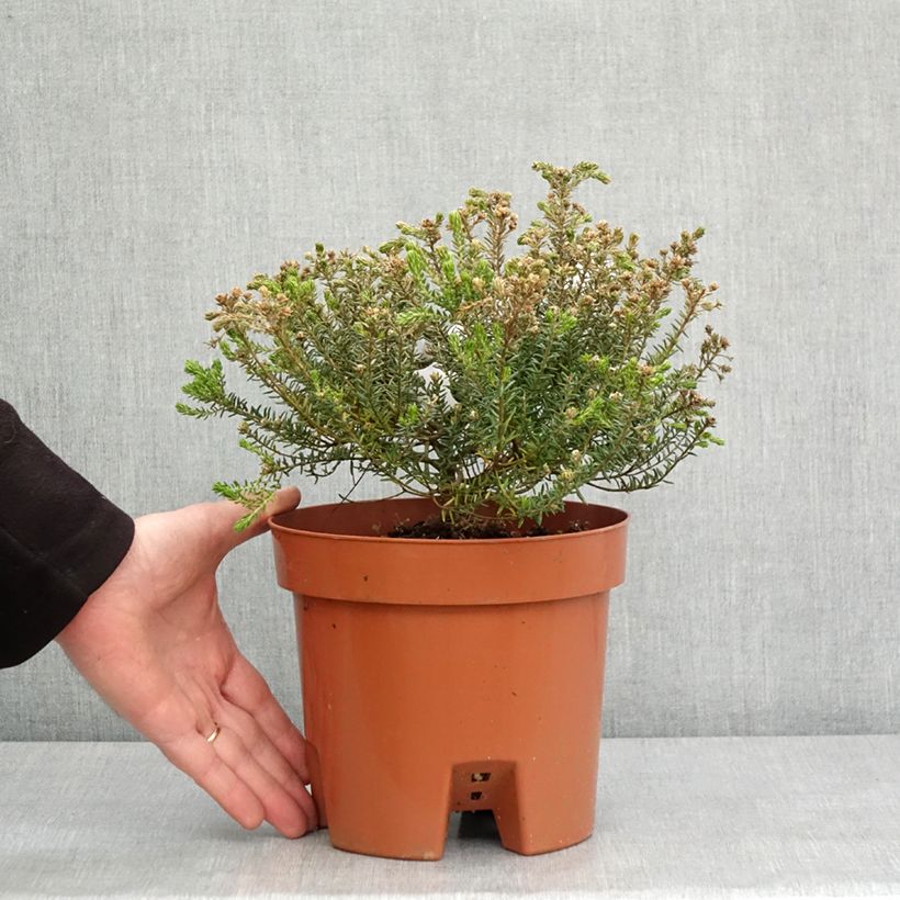 Phylica ericoides 3L/4L pot sample as delivered in winter