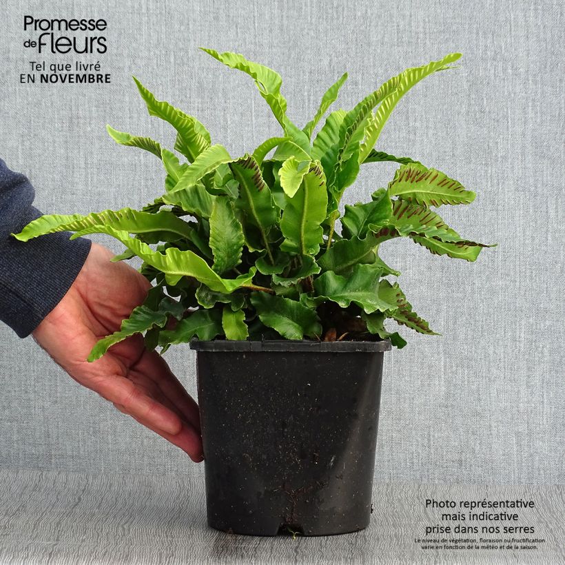 Phyllitis scolopendrium 2L/3L pot sample as delivered in autumn