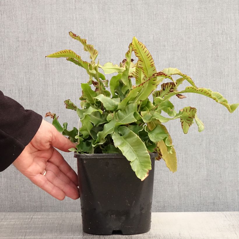 Phyllitis scolopendrium 2L/3L pot sample as delivered in spring