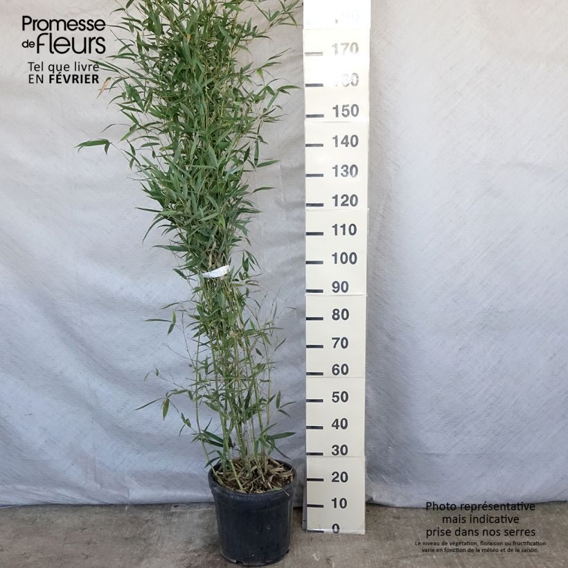 Phyllostachys aurea Holochrysa - Fishpole Bamboo 7.5L/10L pot sample as delivered in winter