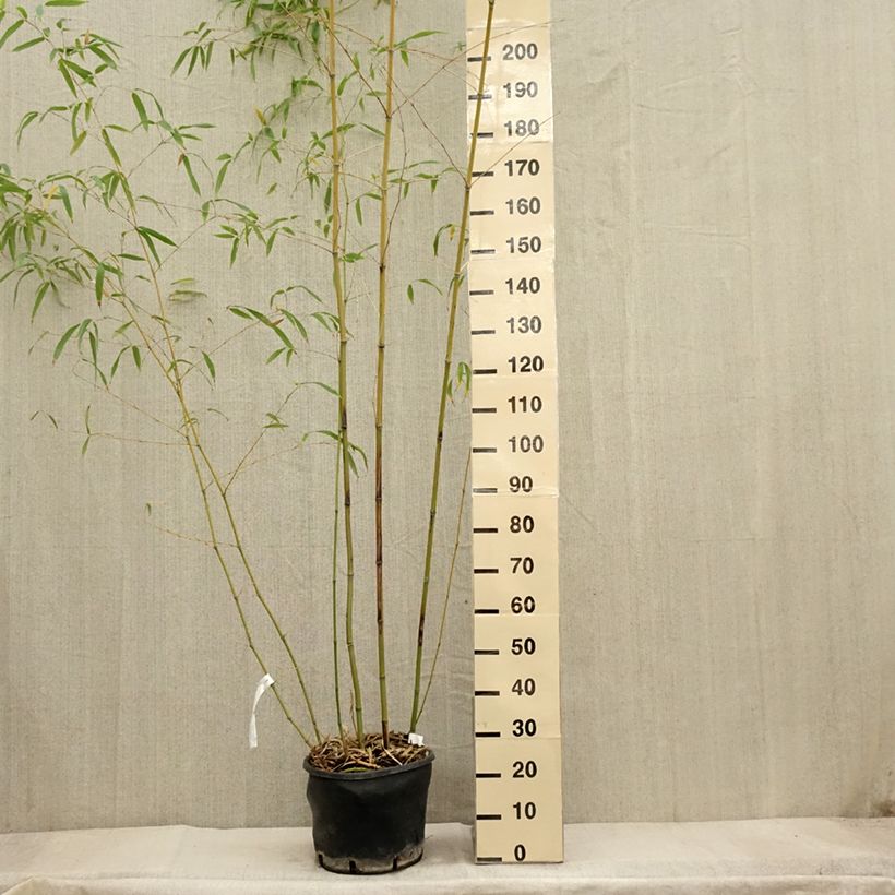 Phyllostachys flexuosa -Sinuate Bamboo 7.5L/10L pot sample as delivered in autumn