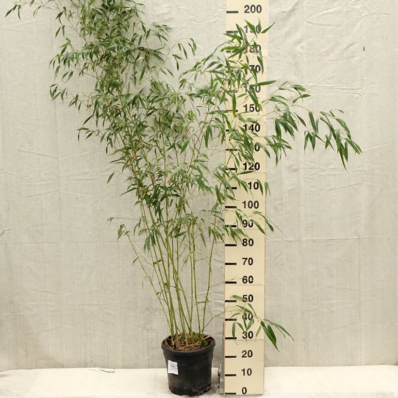 Phyllostachys flexuosa -Sinuate Bamboo 7.5L/10L pot sample as delivered in spring